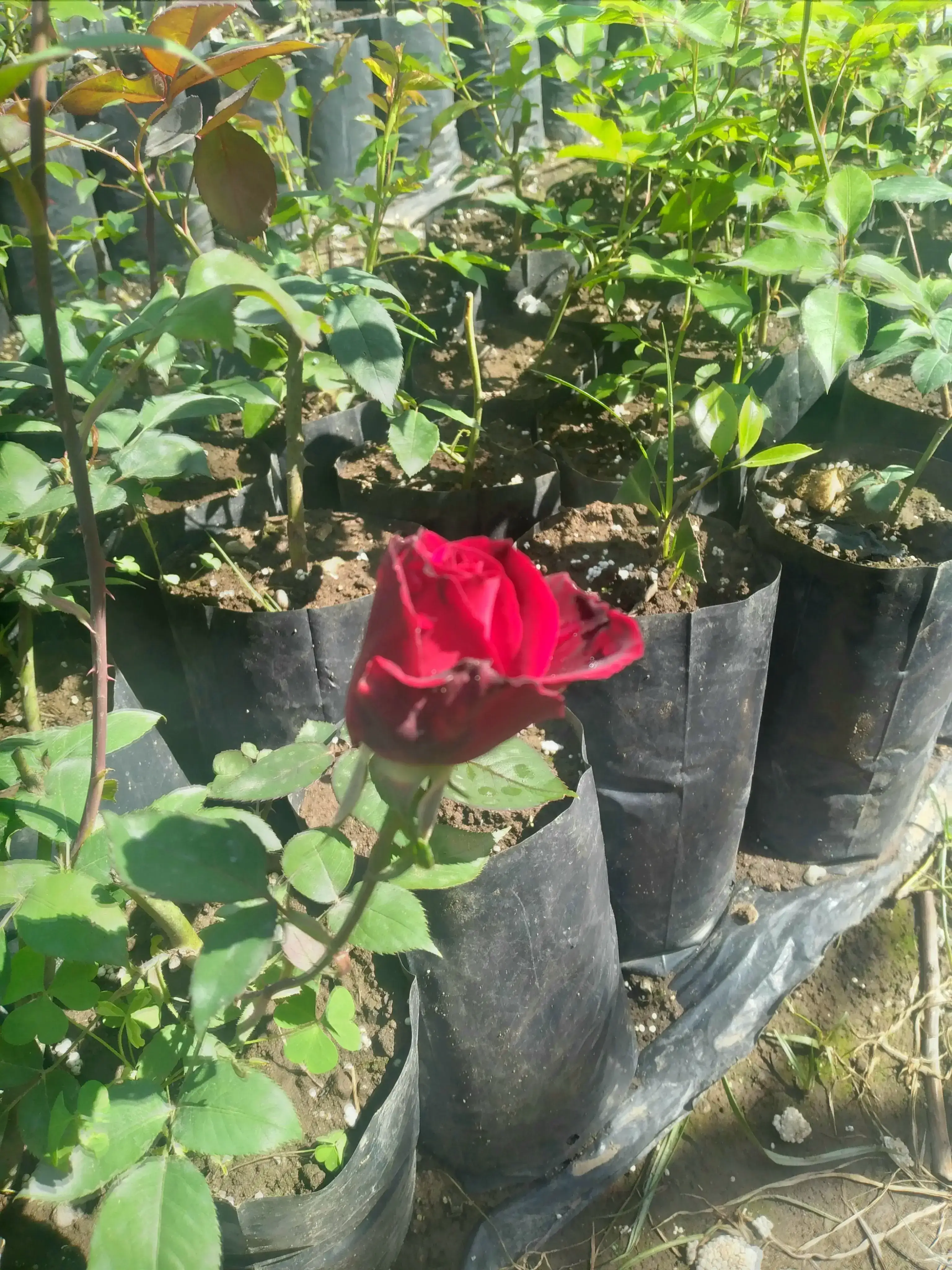 Rosas color 2
