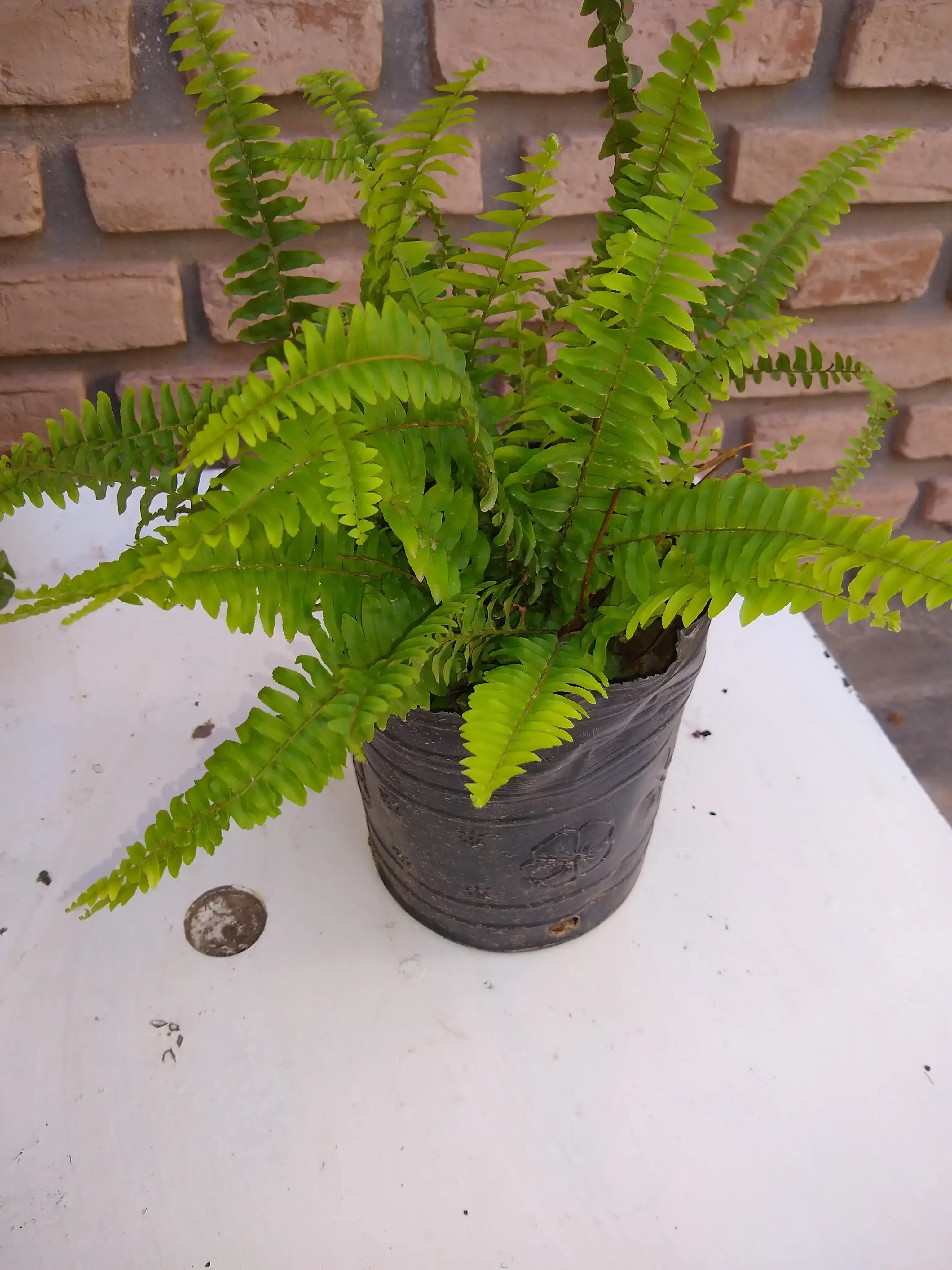 Helecho comun, helecho espada, helecho rizado o serrucho. (Nephrolepis exaltata)
