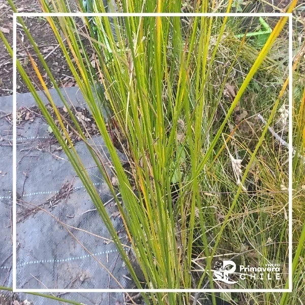Junco / Juncus Effusus