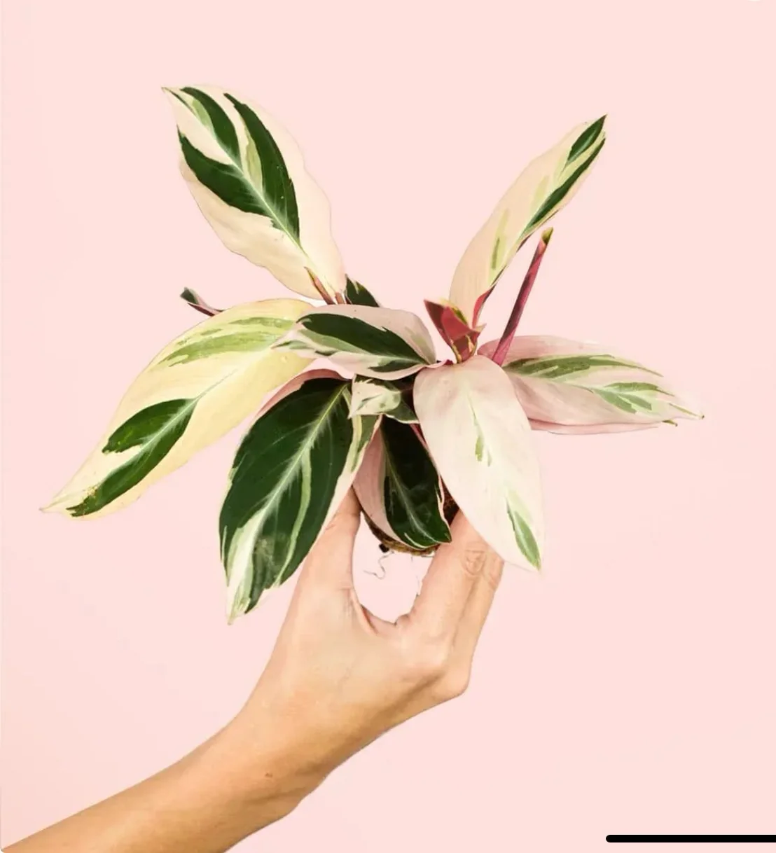 STROMANTHE TRIOSTAR