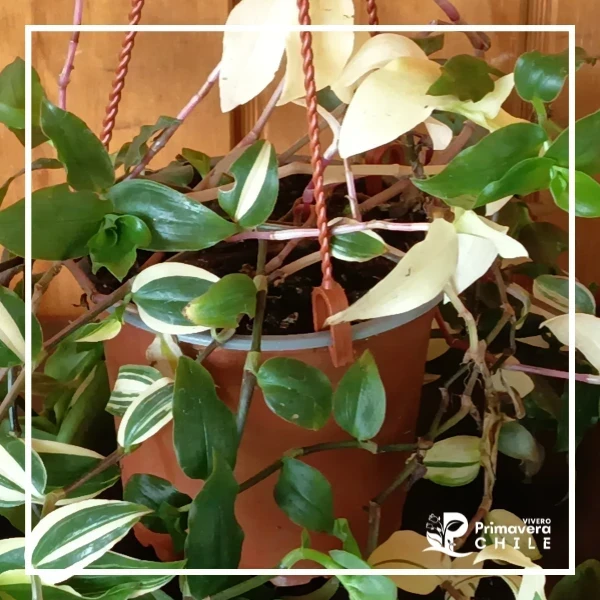 Tradescantia Variegada Colgante