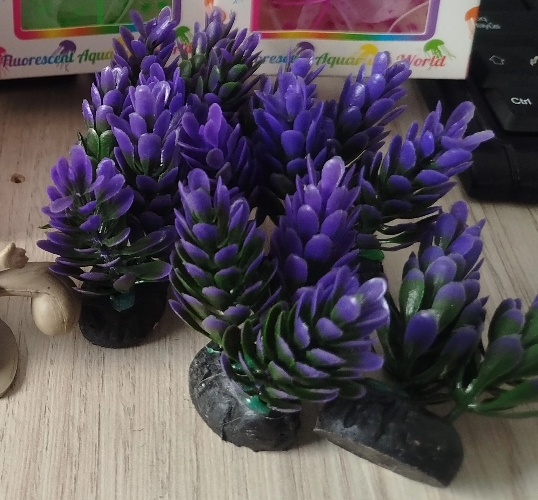 Planta mini