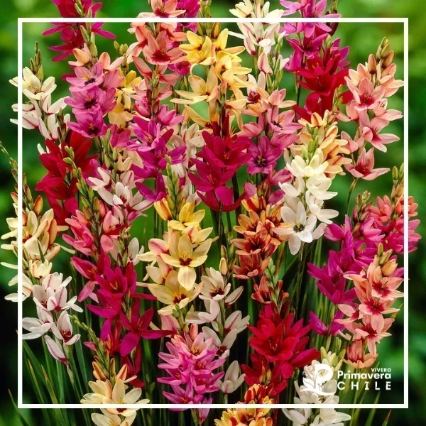 Ixia / Ballica 