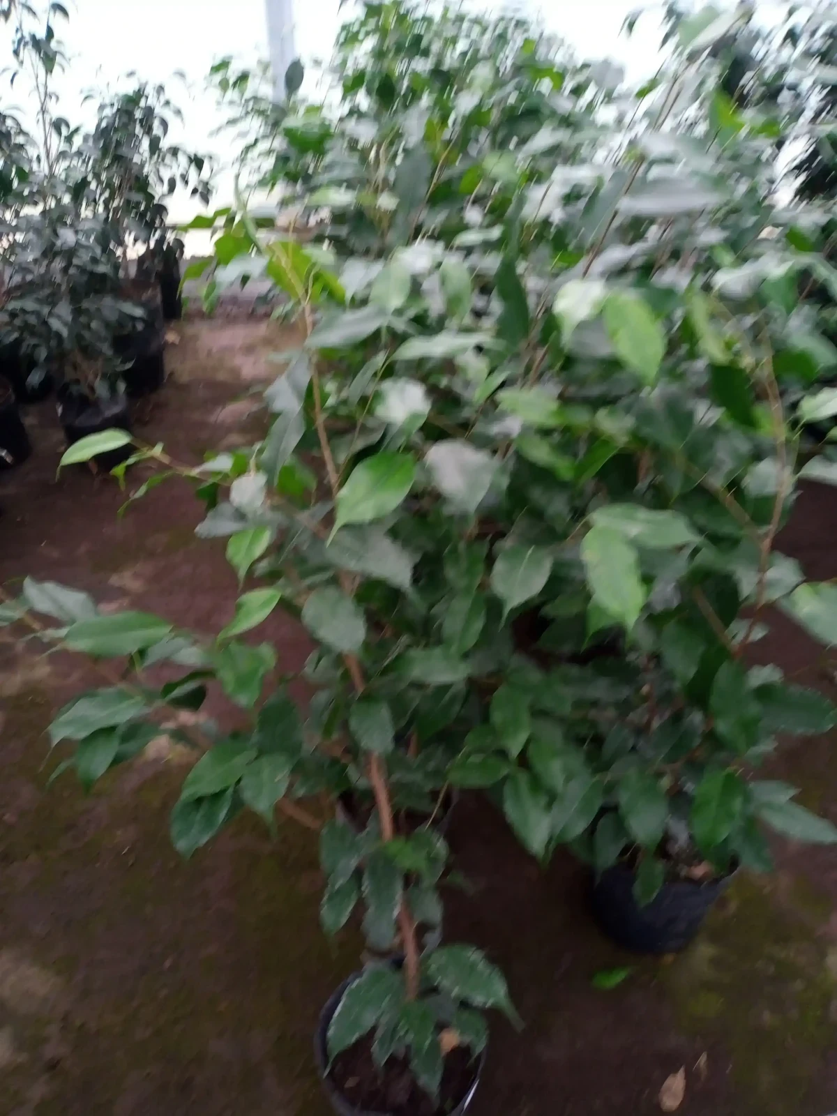Ficus Negro 