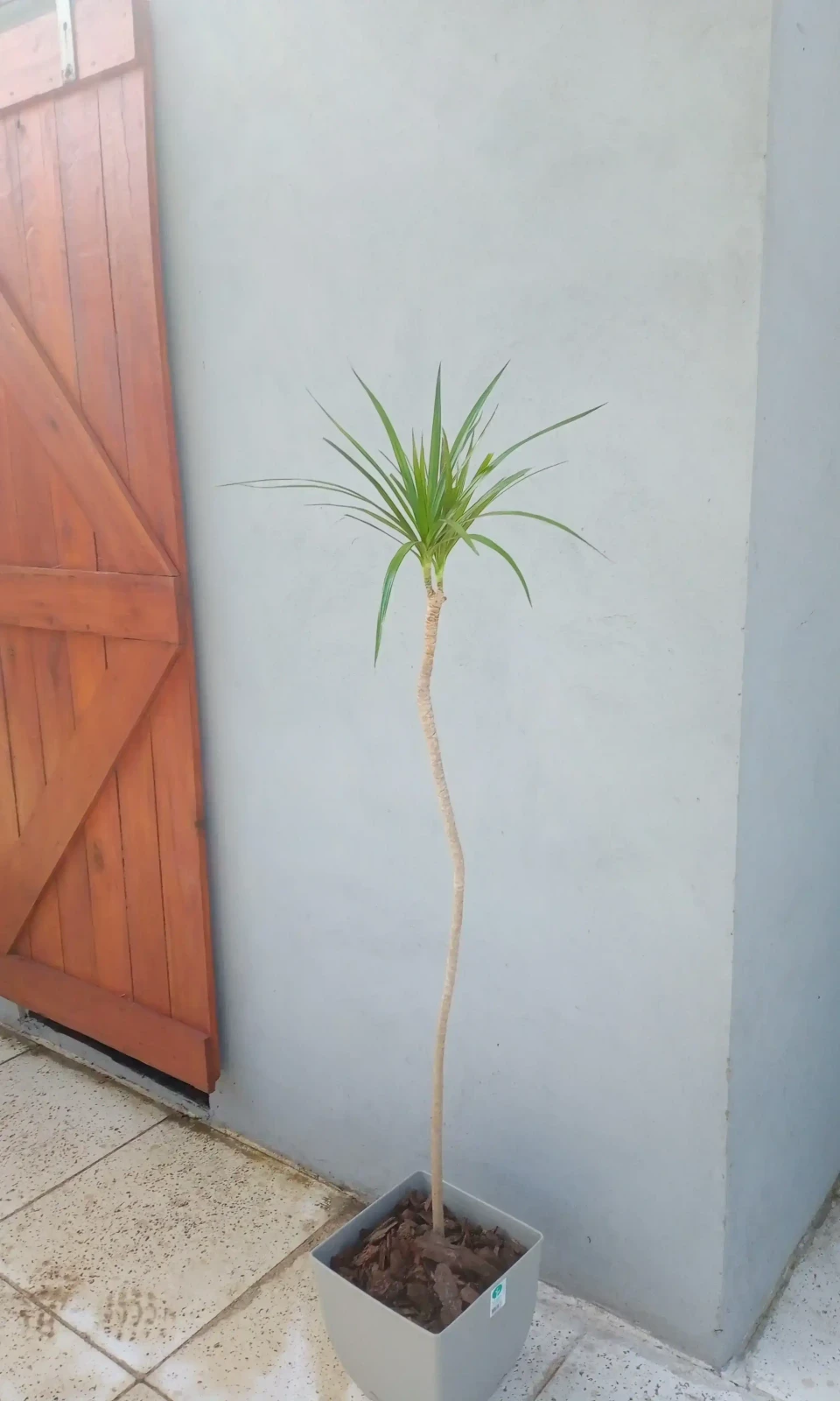 Dracena Marginata Verde  2
