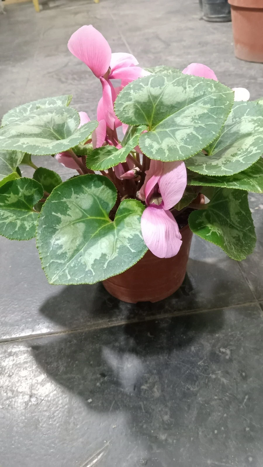 Violeta de los Alpes 2