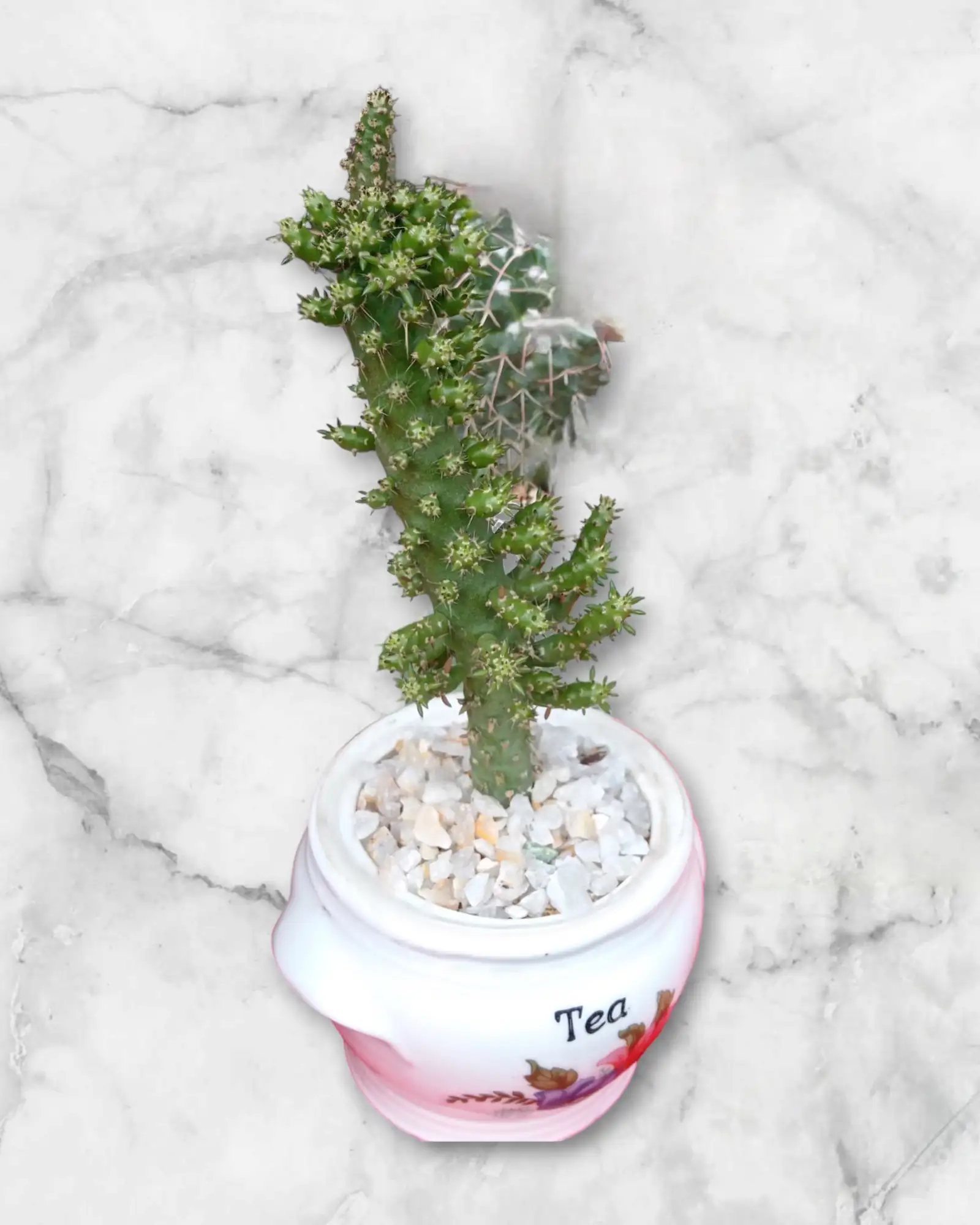 Cactus masetas té 
