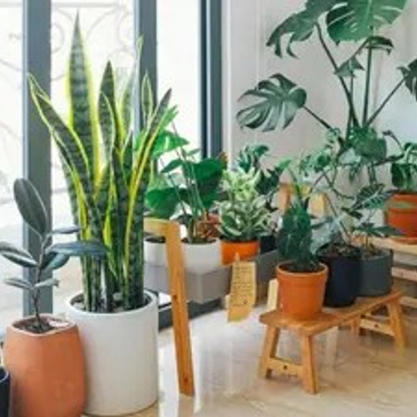 Plantas Tropicales