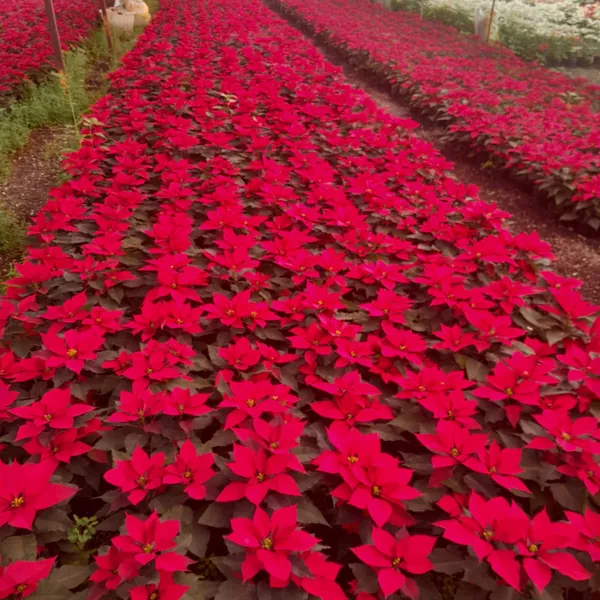 Flor noche buena