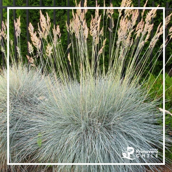Festuca Festina