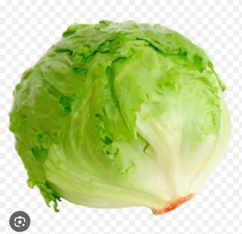 Lechuga romana 