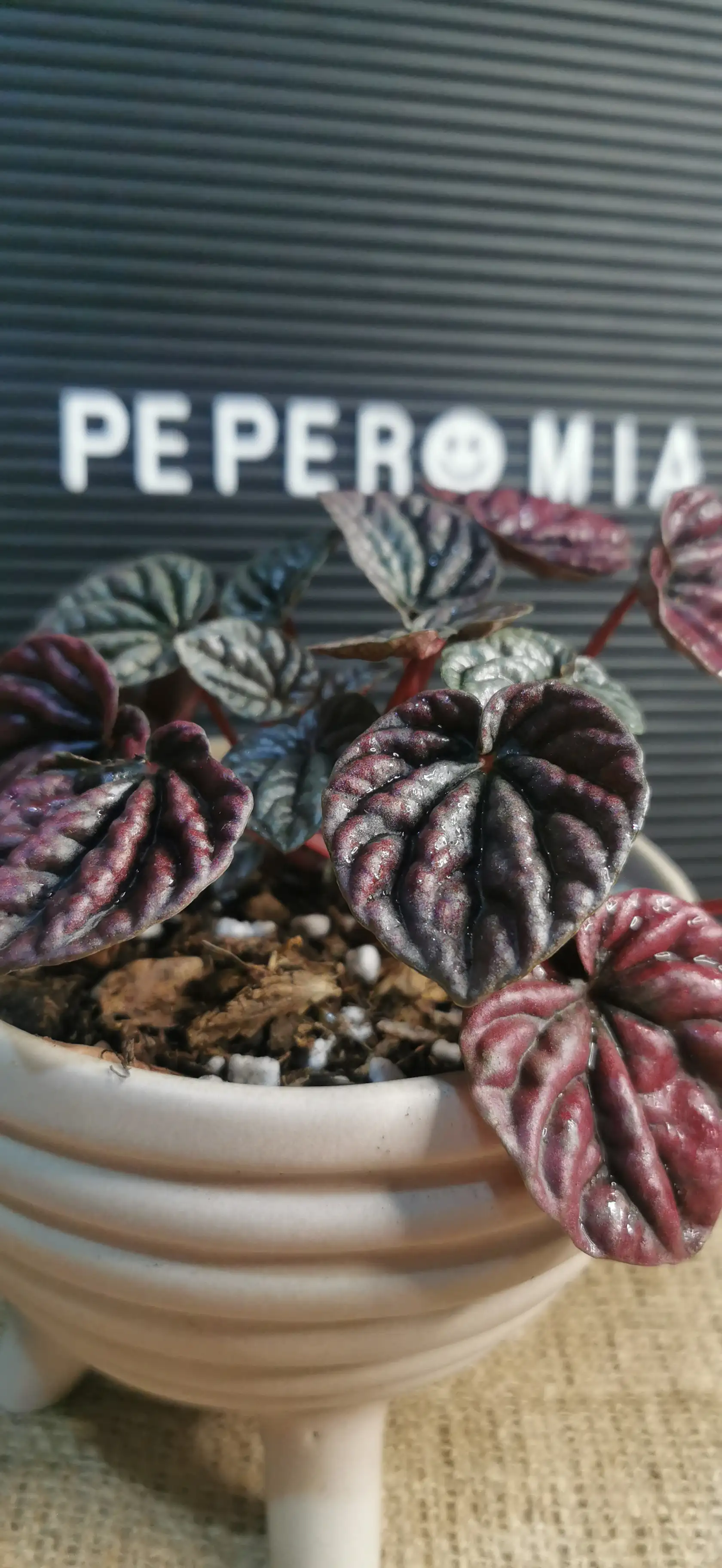 PEPEROMIA CAPERATA 2