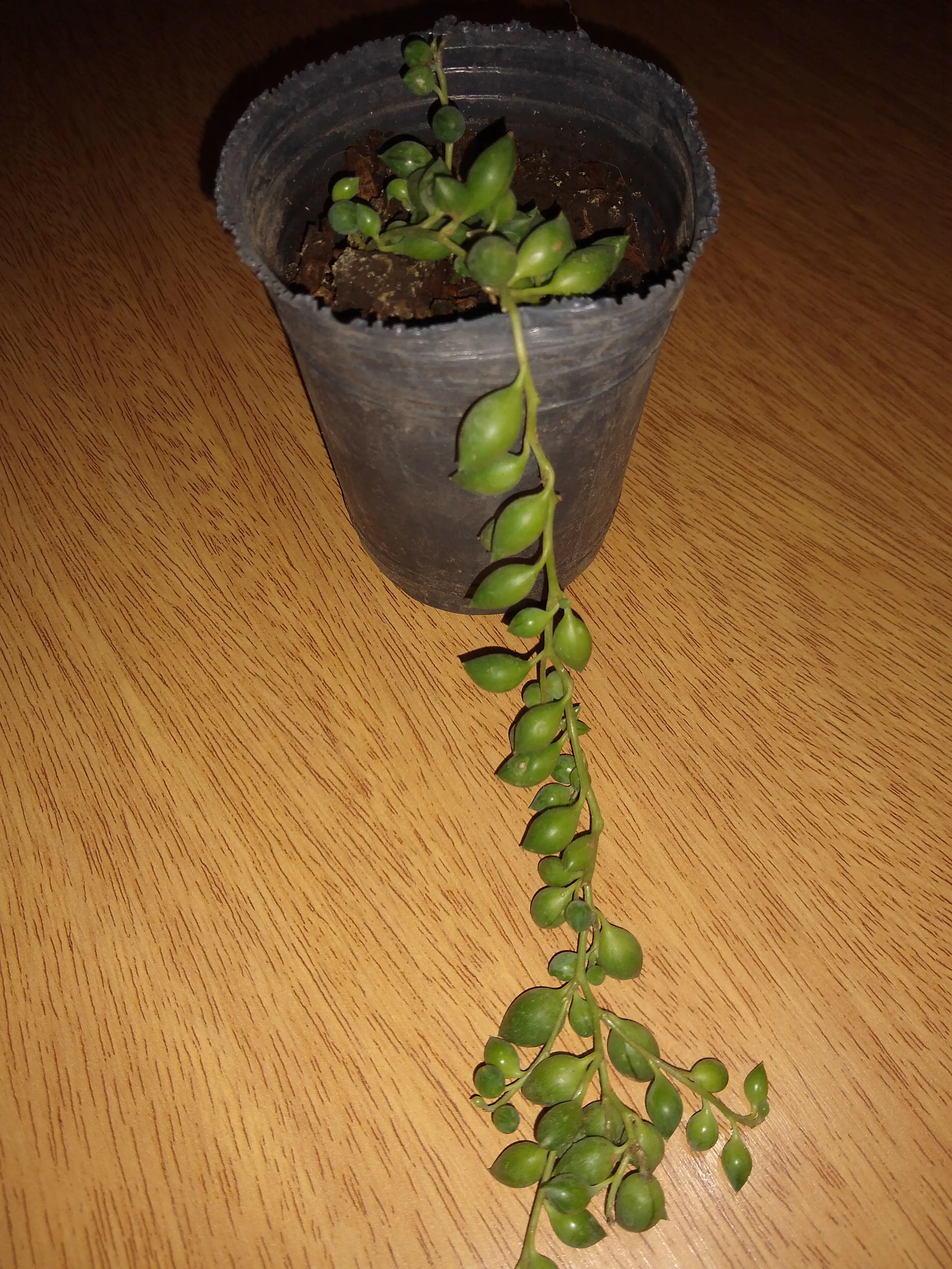 Senecio Citriformis