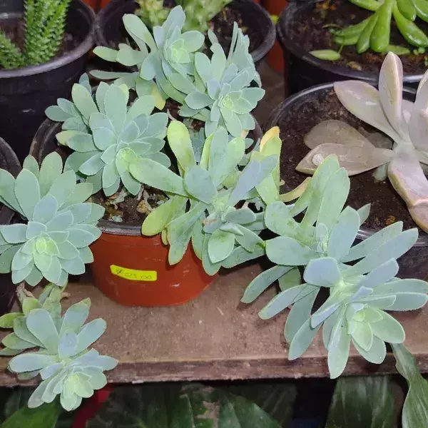 Suculenta sedum