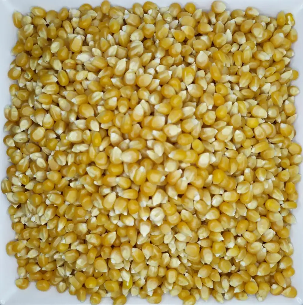 MAIZ DE PALOMITAS  2