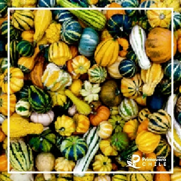 Semillas Calabacines Variados