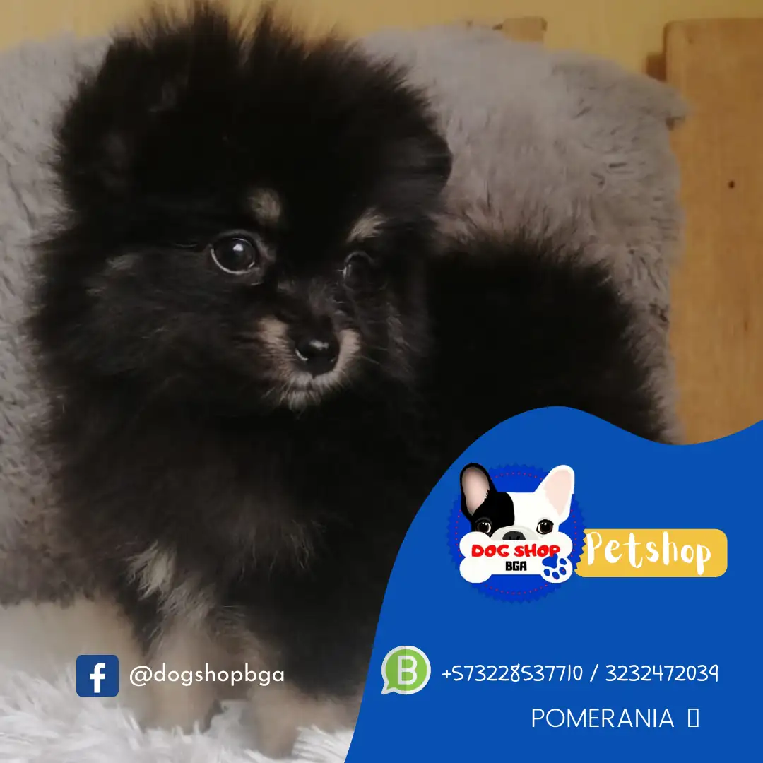 Pomerania Hembra 💜