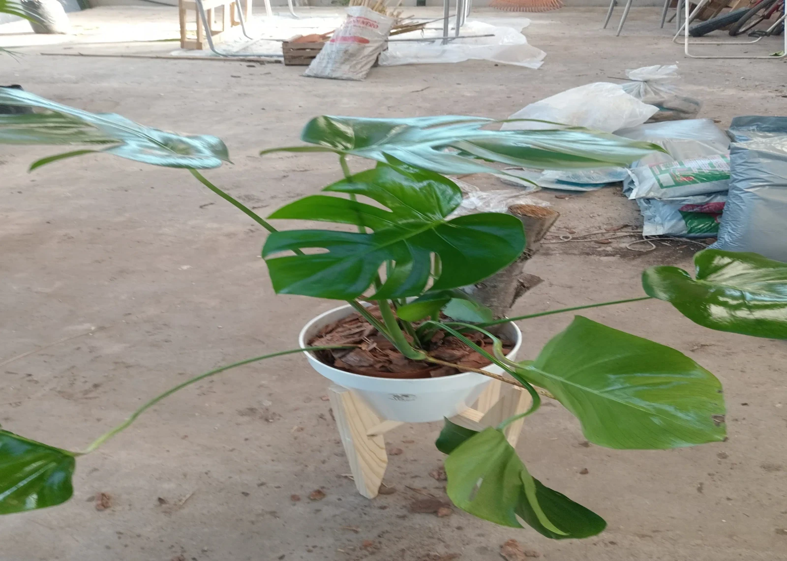 Costilla de adán 110 cm 3