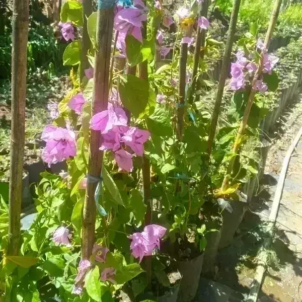 Bugambilia