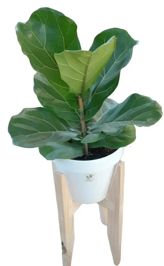 Pandurata 90 cm. Con Maceta