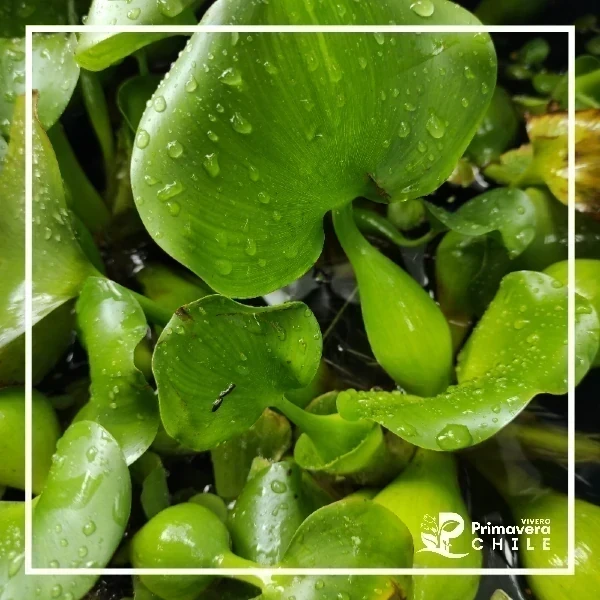 Jacinto de Agua / Eichhornia Crassipes