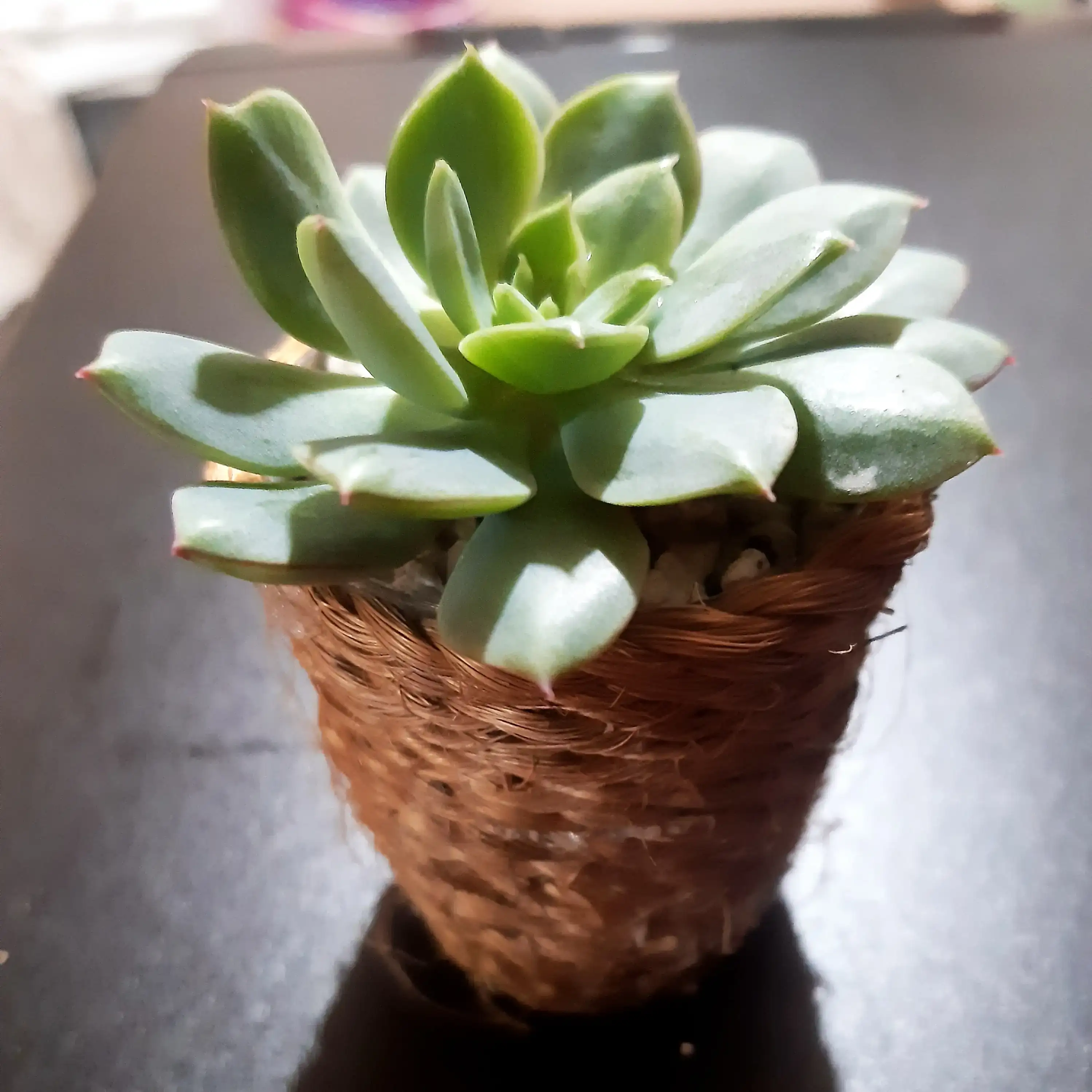 Suculenta envuelta en yute