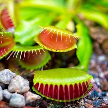 Planta Carnivora Atrapamoscas