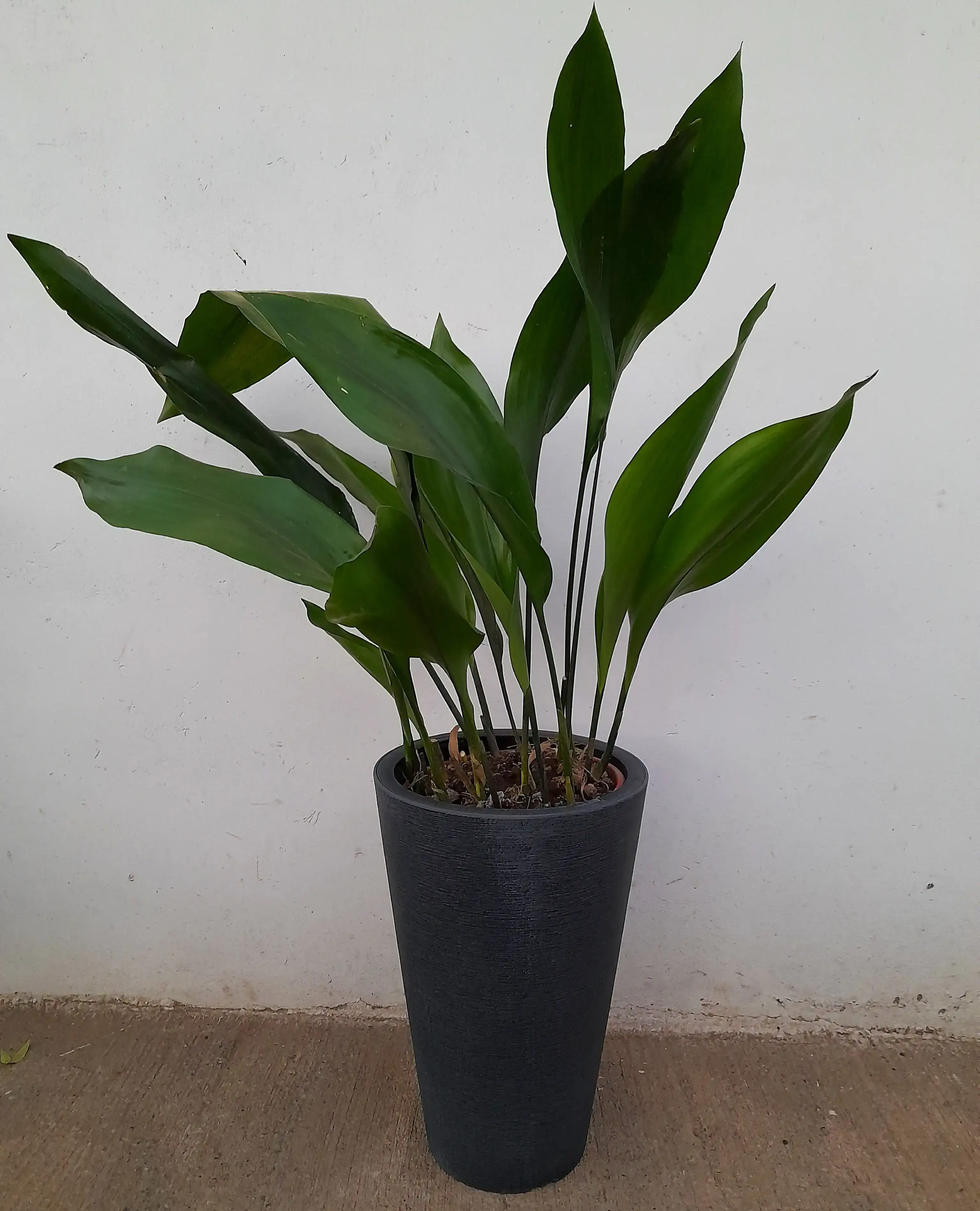 Aspidistra