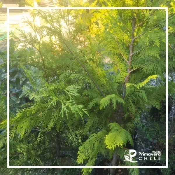 Thuja occidental (Thuja occidentalis) 2