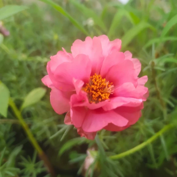 Portulaca