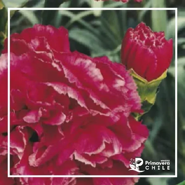 Semillas Clavel Gigante Rosa Carmín