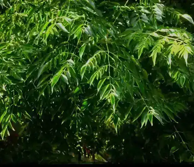 Paraíso Sombrilla
