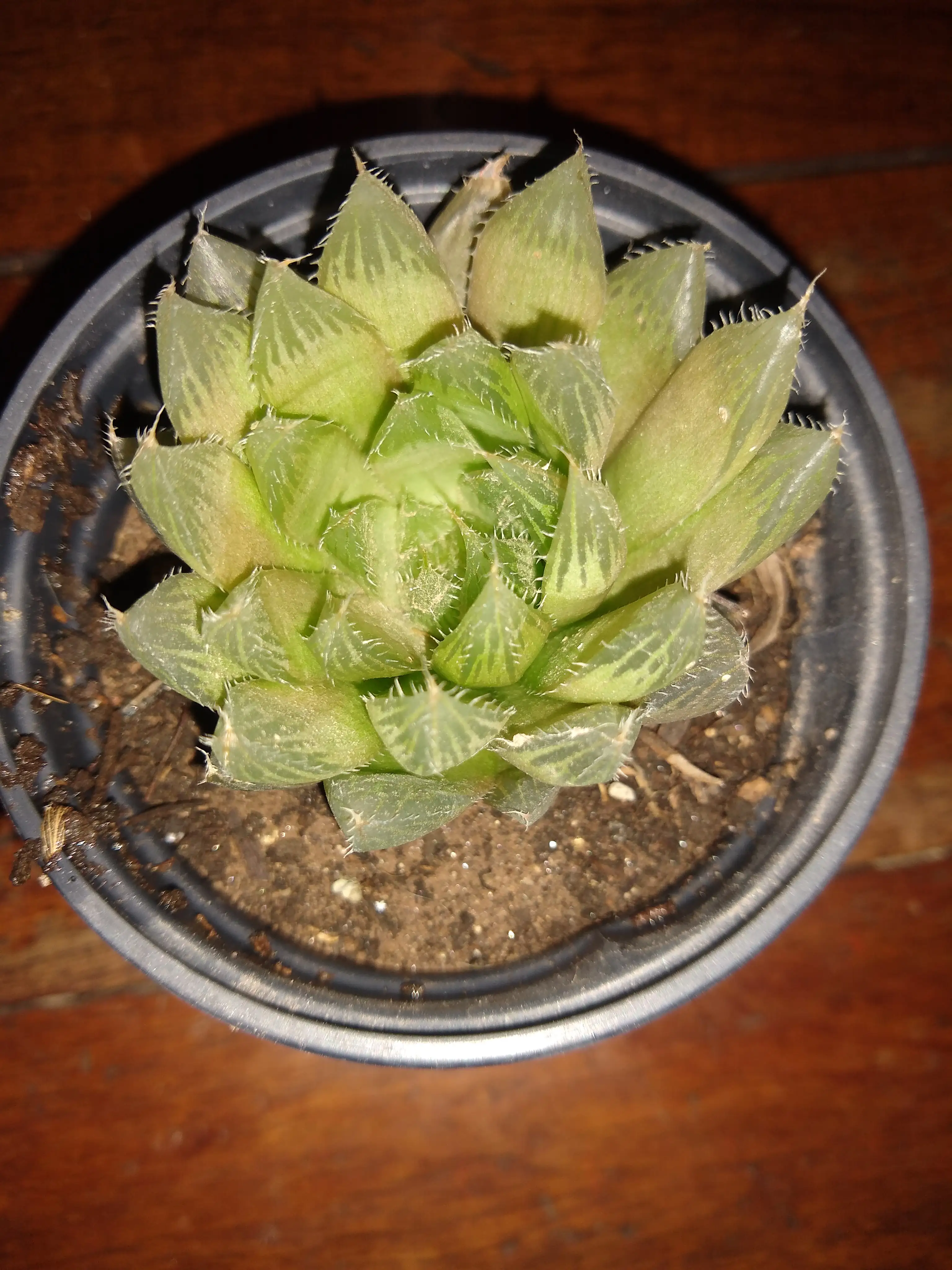 Haworthia Mirabilis