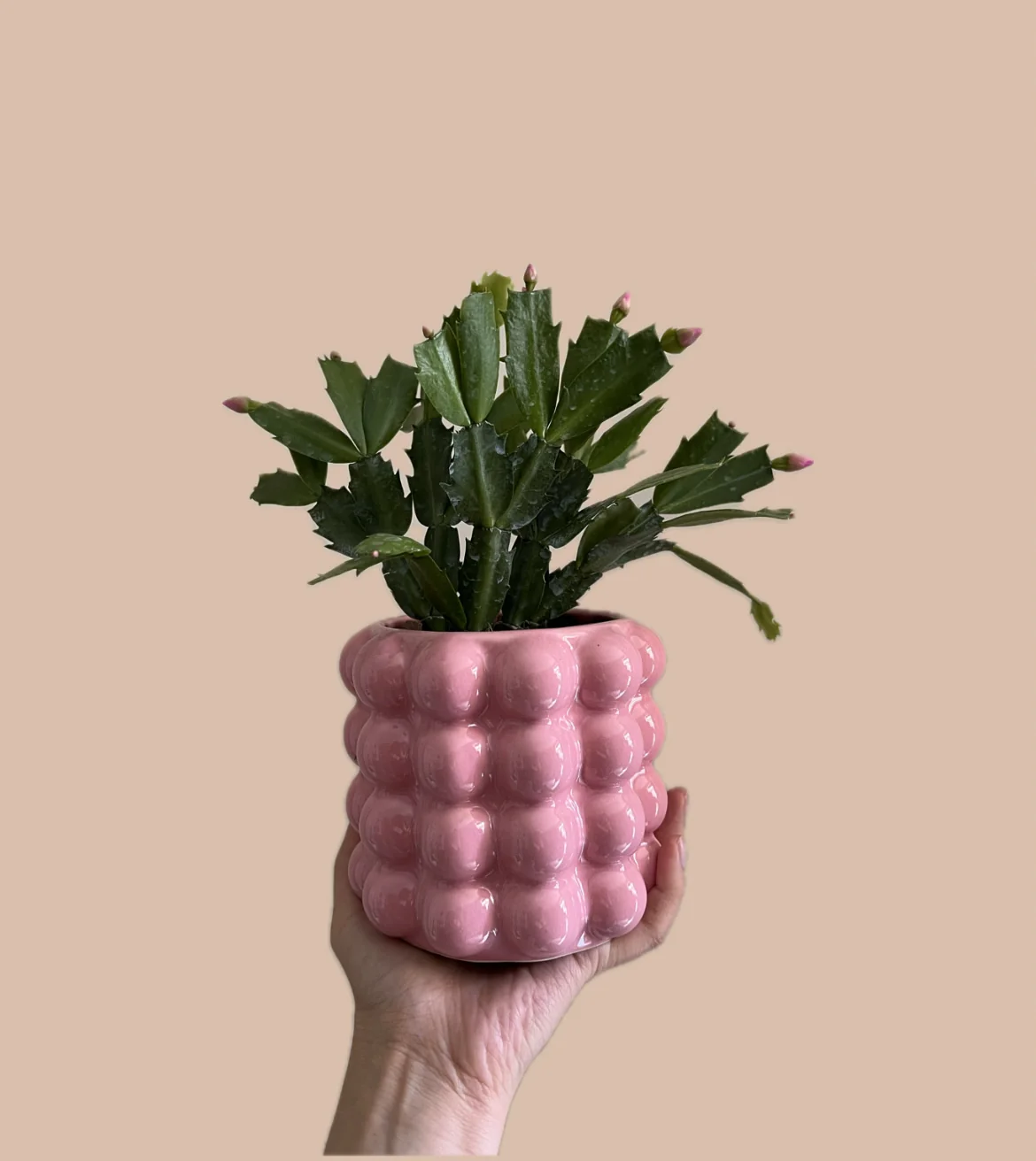 CACTUS DE NAVIDAD EN MACETA DE BURBUJAS