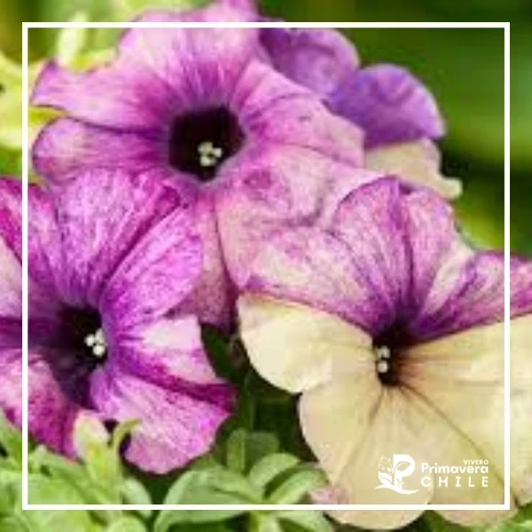 Petunia Shake 2