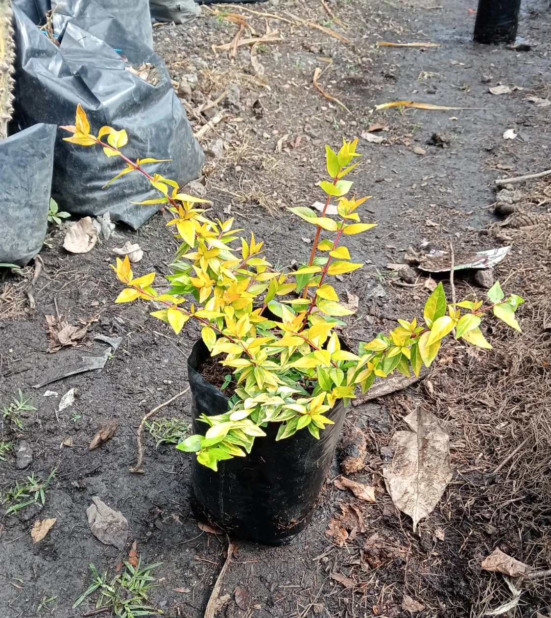 Abelia 50 cm 