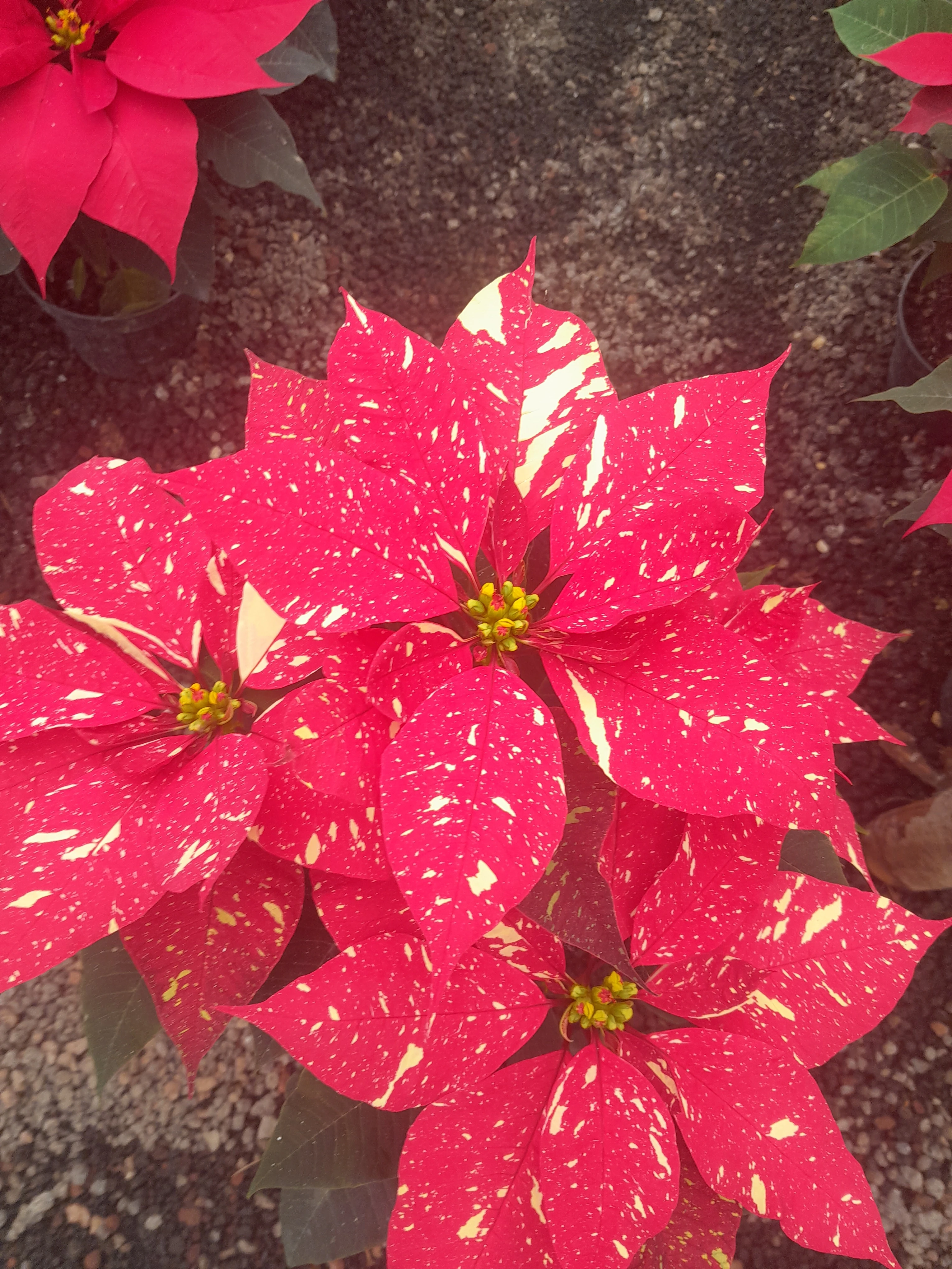 Nochebuena 5" varios colores