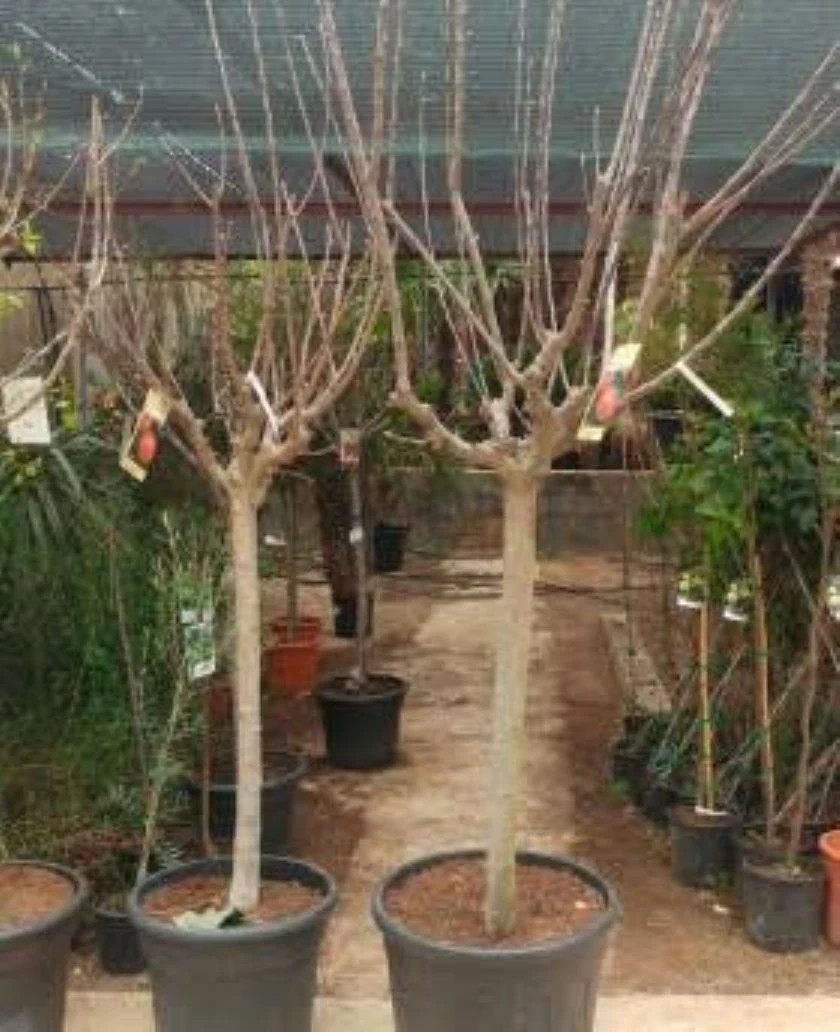 Manzano Verde Arbol Grande 2
