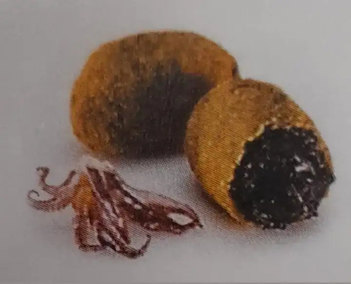Croqueton de Chipiron