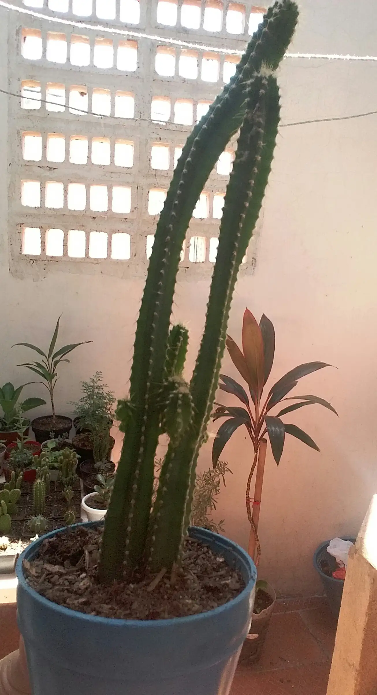 Acanthocereus tetragonus 🌵