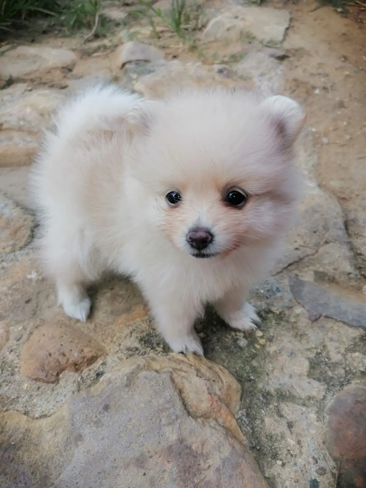 Pomerania 🎀 Hembrita  2