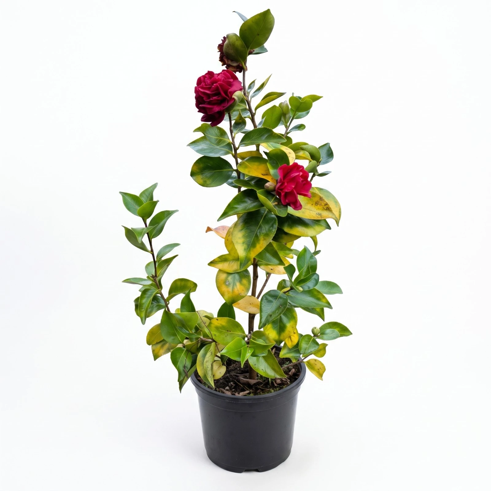 Camelia Roja Doble