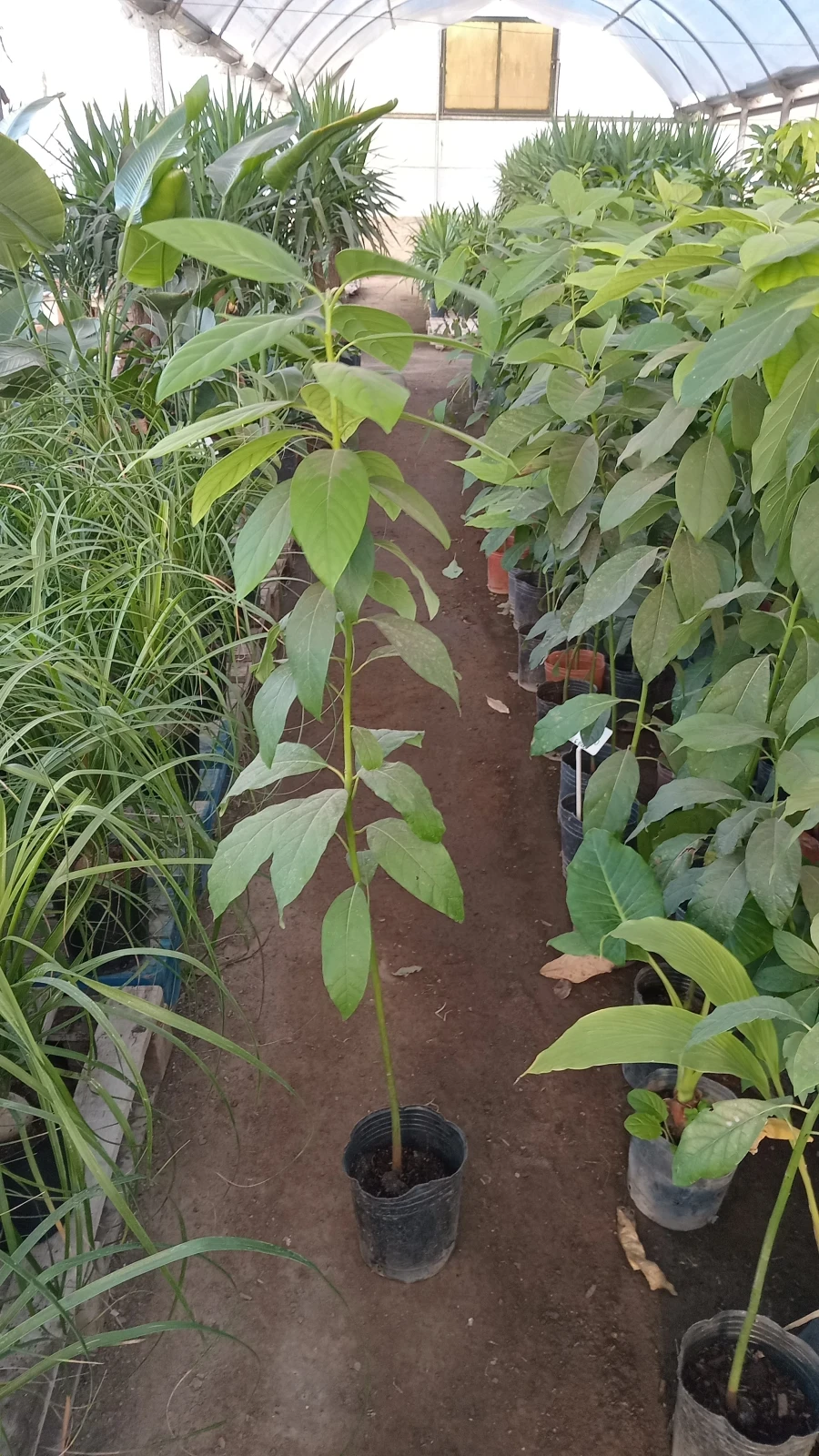 Palta Hass Orgánico 