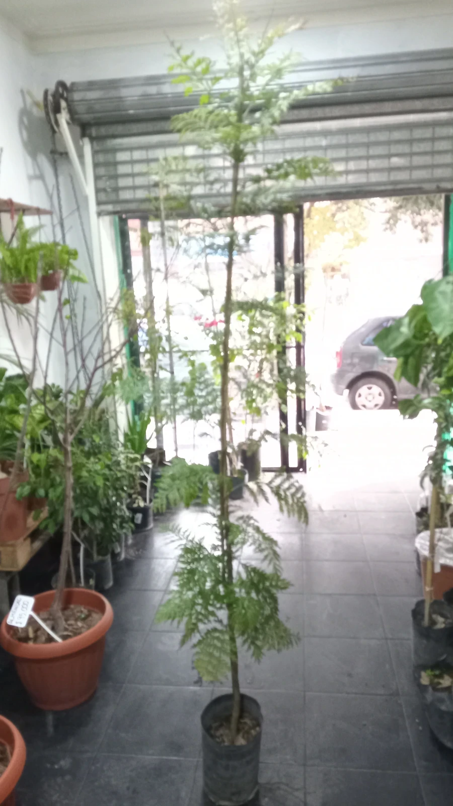 Roble Sedoso Arbol 4