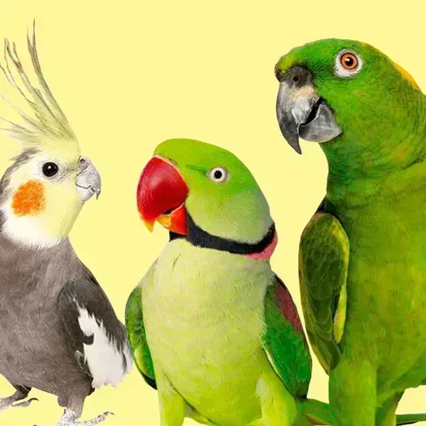 AVES ACCESORIOS