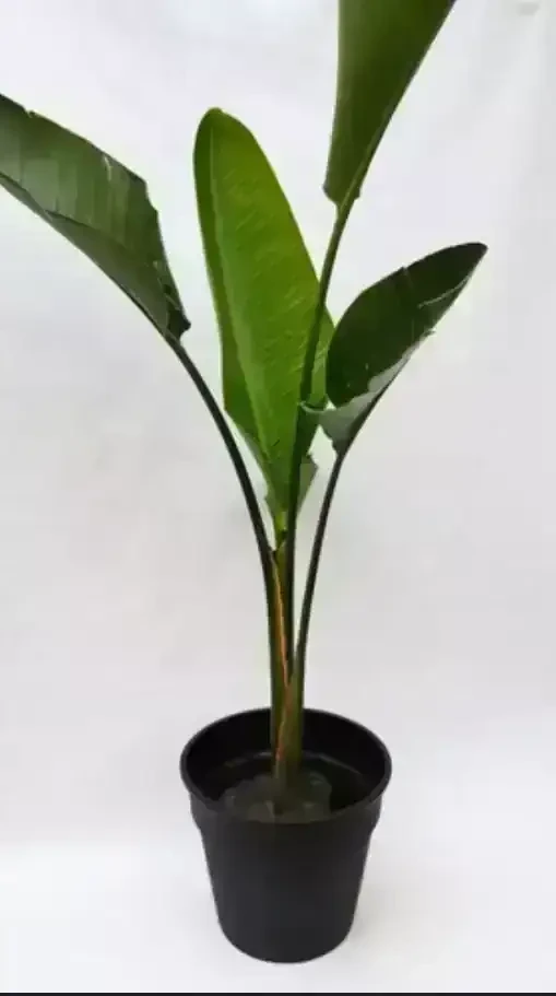 Strelitzia Nicolai  2