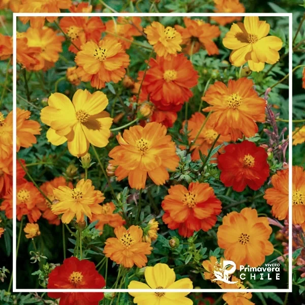 Semillas Cosmos Sulphureus