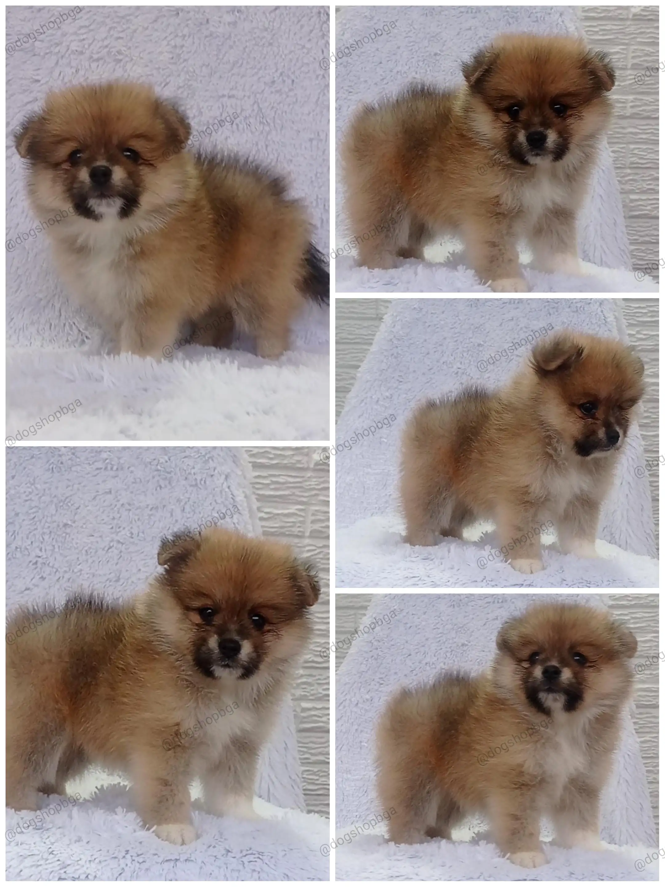 POMERANIA HEMBRA 🎀