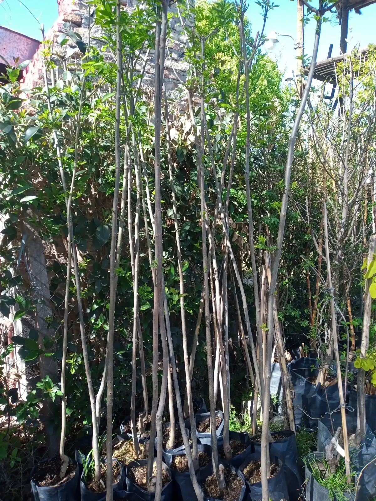 Fresno Américano Verde  2