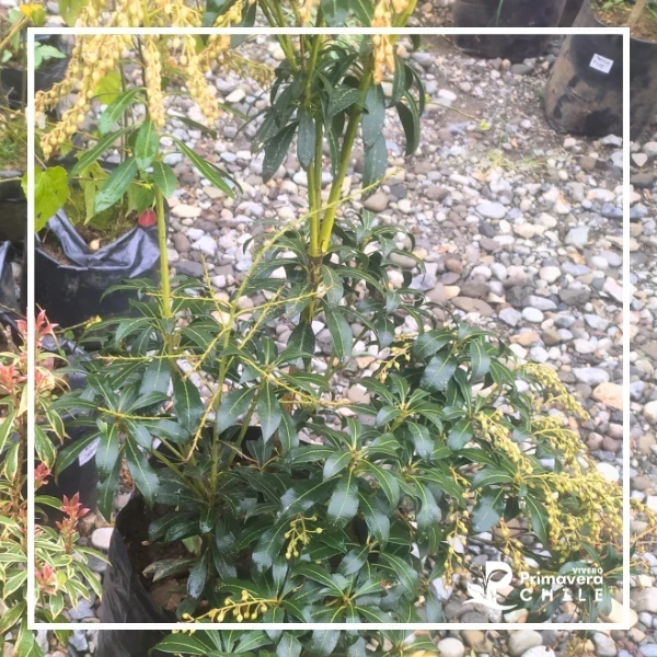 Pieris Japonica 2